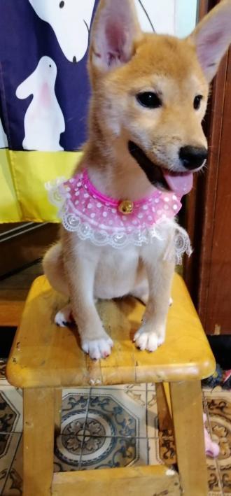 【Pei-Jia Yan】帶著【哈基米】來報到囉！