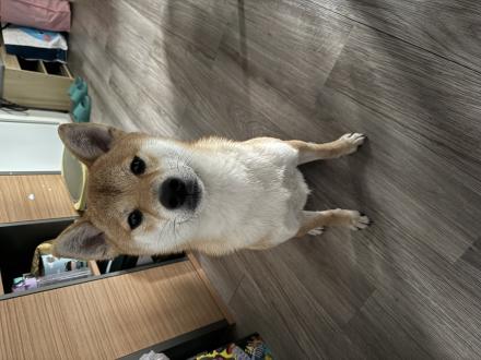 【蘇蘇】帶著【總柴】來報到囉！