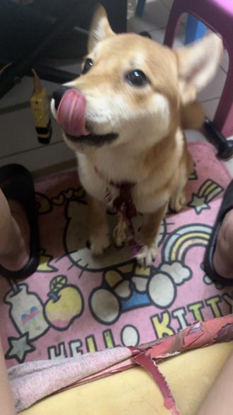 【泡泡】帶著【小柴】來報到囉！