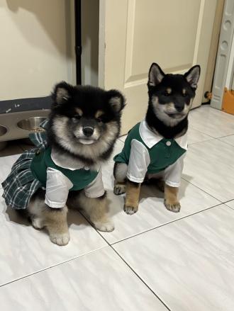 帶著玖玖 /  依依來報到囉！