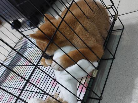 【Fred】帶著【二世】來報到囉！