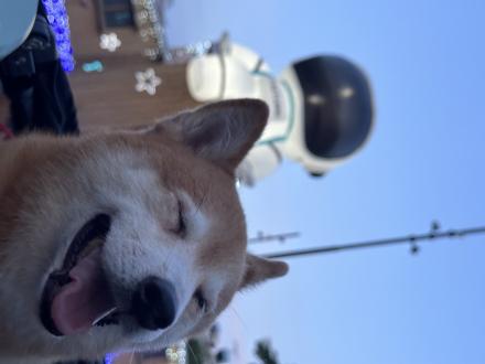 【Yang Sheep】帶著【Zero】來報到囉！