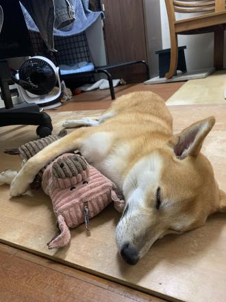 【hheyjen】帶著【樂樂】來報到囉！