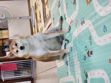 【r55825】帶著【小太郎】來報到囉！