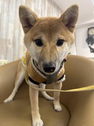 【Maggie】帶著【HARO】來報到囉！