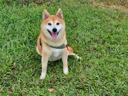 【I-Lim Tan】帶著【yuki】來報到囉！