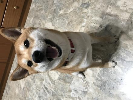 【錢錢的媽】帶著【波吉】來報到囉！