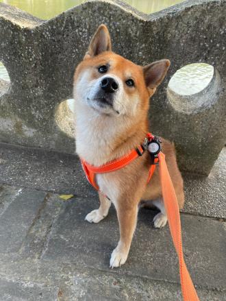 Pei-Shan  Wu帶著啾咘來報到囉！