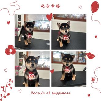 【高初九】帶著【奇拉比】來報到囉！