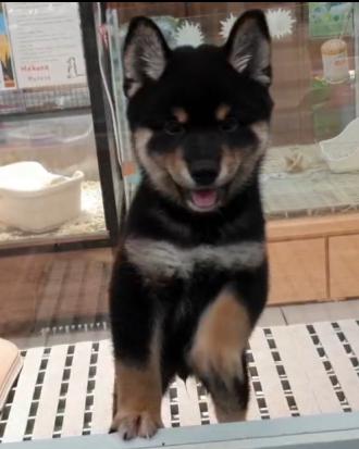 【Chia Rung】帶著【燒餅】來報到囉！