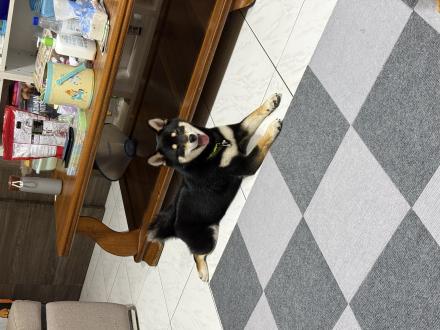 【Soma】帶著【糖糖，庫比】來報到囉！