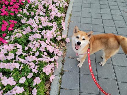 【Omi1230】帶著【妹啊】來報到囉！