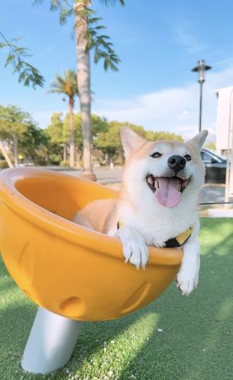 【海蒂】帶著【哈啾】來報到囉！