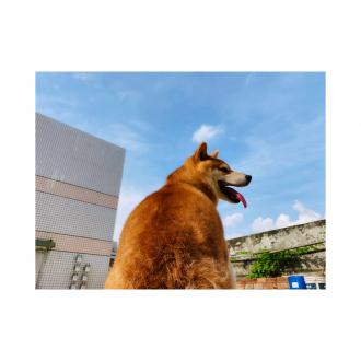 Ashley Liu帶著Abby, Ryder, Ernie來報到囉！