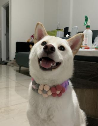 邱珮筑帶著白糖粿來報到囉！