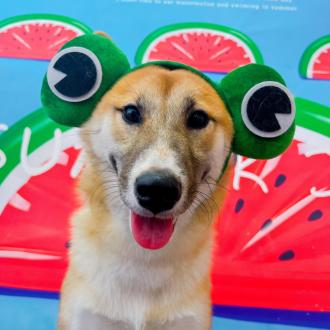 【鍾永強】帶著【麻糬】來報到囉！