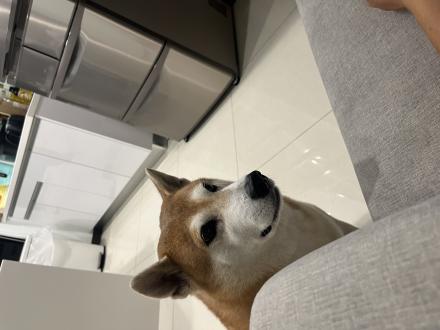 【Cook Lai】帶著【皮皮】來報到囉！