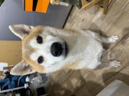 【王齊禮】帶著【嘎逼】來報到囉！