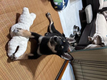 【陳偉杰】帶著【炸醬麵】來報到囉！