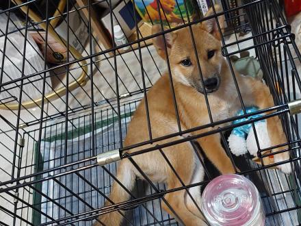 【陳麗安】帶著【阿柴】來報到囉！