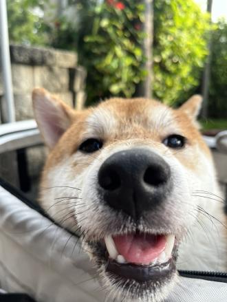 【璇】帶著【薯餅】來報到囉！