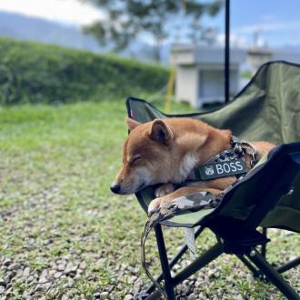 【戴溜溜】帶著【Boss】來報到囉！