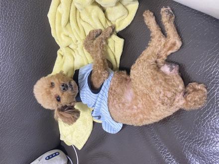 【洪雅婷】帶著【奇奇】來報到囉！