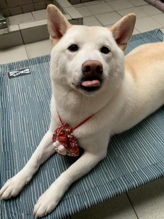 【】帶著【Ringo】來報到囉！