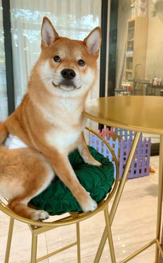 Wade帶著小雄來報到囉！