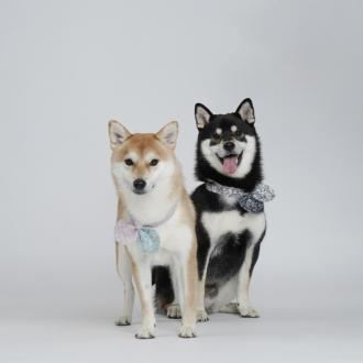 【GZ】帶著【黑糖，花生】來報到囉！