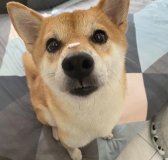 【Lee Li Hung】帶著【綿綿頭，捏捏】來報到囉！