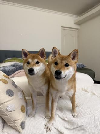 吳倩帶著蕊卡、露卡來報到囉！