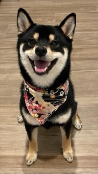 【】帶著【Koji】來報到囉！