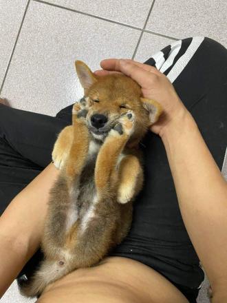 【小美】帶著【蹦皮（豬皮的台語哈哈）】來報到囉！