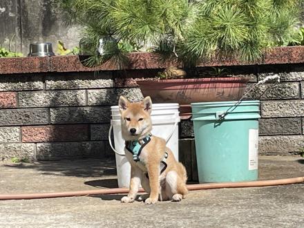 Chi帶著拿鐵來報到囉！