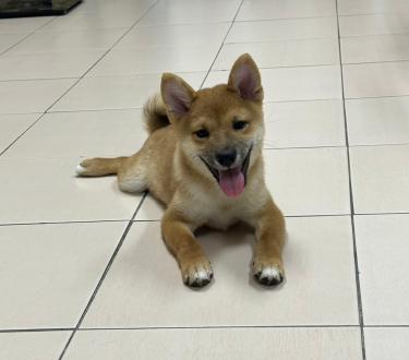 【路虎爸】帶著【Hachi】來報到囉！