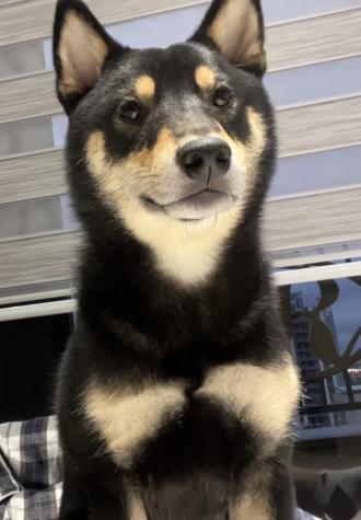 【蕭瑞】帶著【Nori】來報到囉！