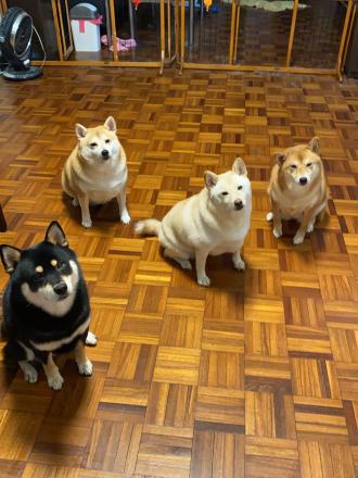 【豆仔】帶著【波波,比比,波比,波菲】來報到囉！