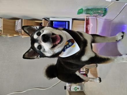 【Alice Wong】帶著【蜜荳】來報到囉！