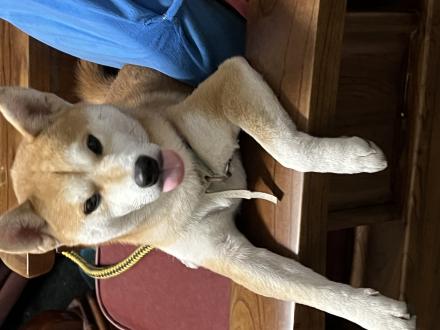 【薯餅寶寶】帶著【DiDi】來報到囉！