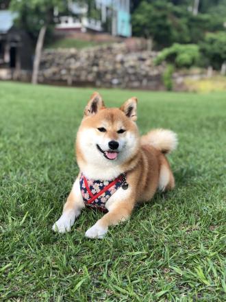 【Yu Chen】帶著【Cookie】來報到囉！