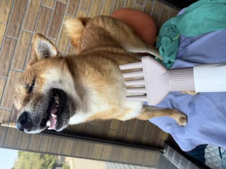 烤乳鴿帶著財財來報到囉！