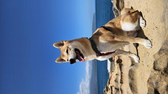 air10136帶著茶米來報到囉！