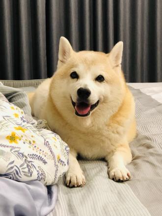 【燒餅】帶著【旺福】來報到囉！