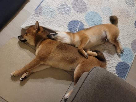 【林鳳萱】帶著【阿財，旺來】來報到囉！