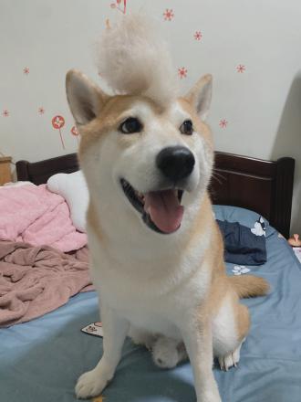 【燕子】帶著【黑卡】來報到囉！