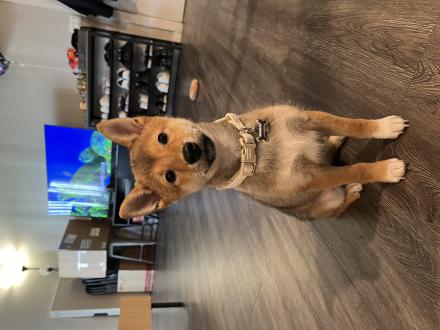 【吳雅瑩】帶著【Hazel】來報到囉！