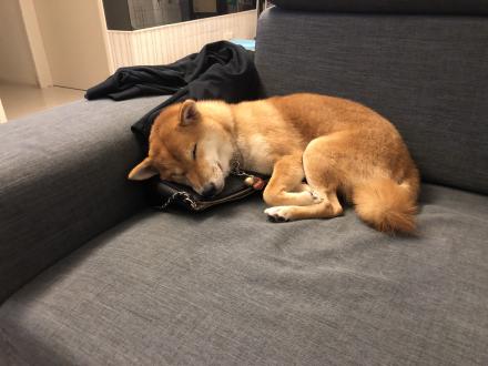 【Koji】帶著【賀比】來報到囉！