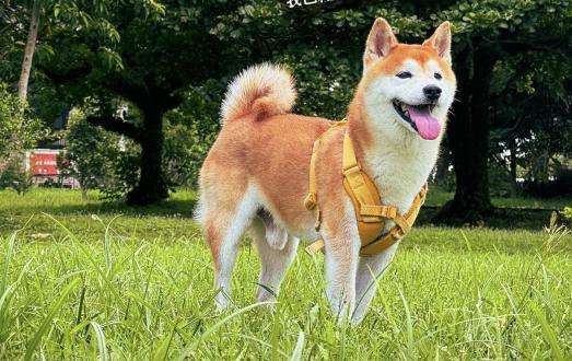 【】帶著【多多】來報到囉！