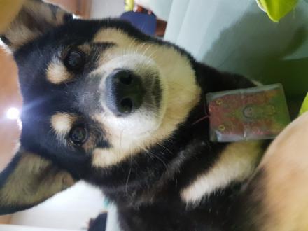 【叉】帶著【樂樂】來報到囉！